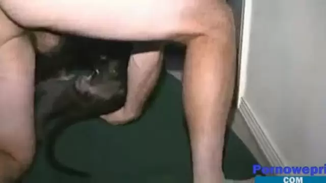 Bokep Pria Ngewe Anjing - Pria yang prihatin dengan keras meniduri seekor anjing di dalam vagina,  memercikkannya dengan sperma