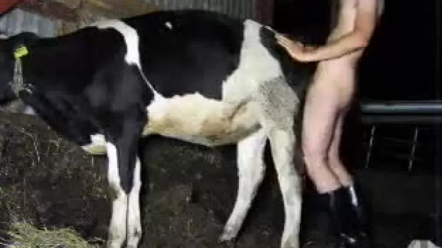 Animals And Man Cow Xxx - Best Animal Porn