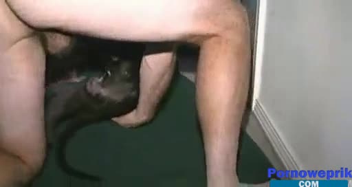 Cowok Ngentot Anjing Betina - Pria yang prihatin dengan keras meniduri seekor anjing di dalam vagina,  memercikkannya dengan sperma