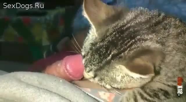 Кошка лижет пизду жене: 259 видео в HD