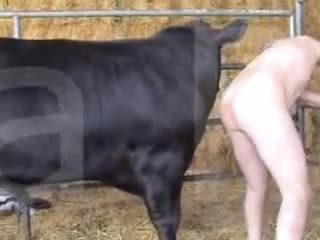 Cow Suck Men Dick - Excited bull fucked the owner in anal climbing on top of him