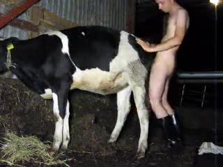 Orang desa meniduri seekor sapi di dalam vagina yang menyelinap ke gudang  tetangga